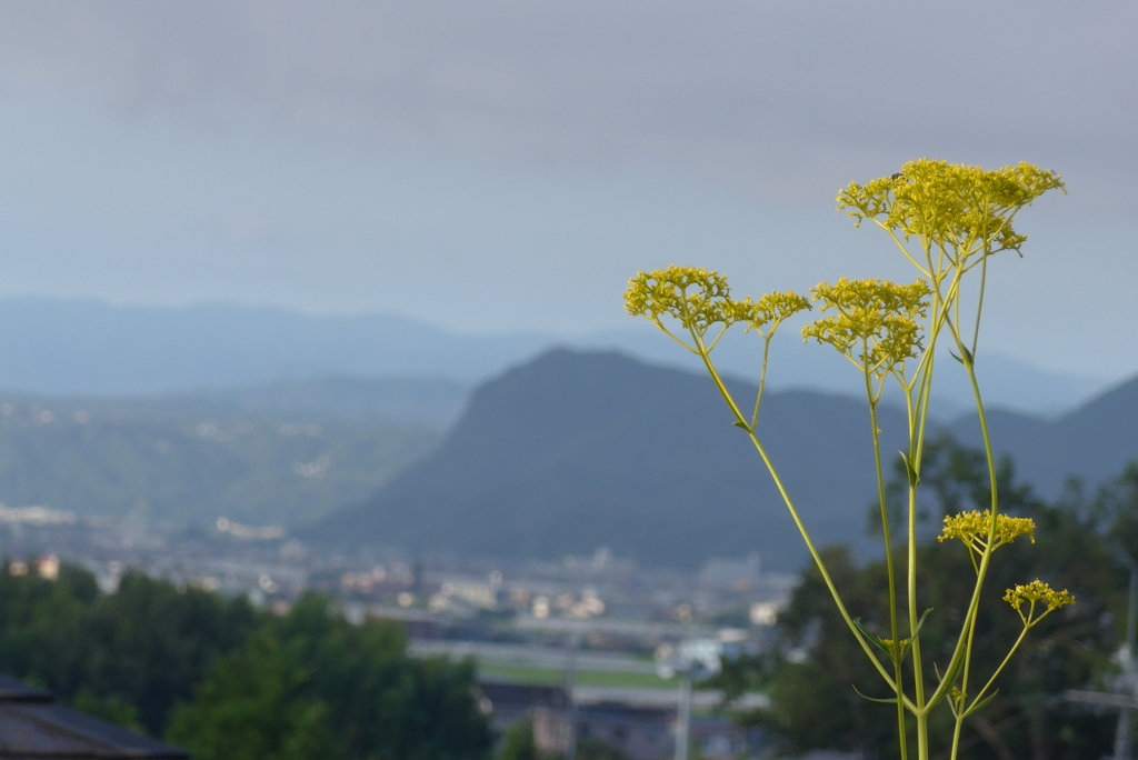 P1240465　オミナエシと風景