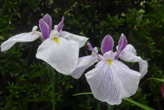 P1230131　花菖蒲