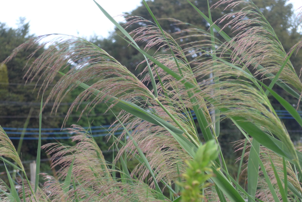 P1390058　秋の風に