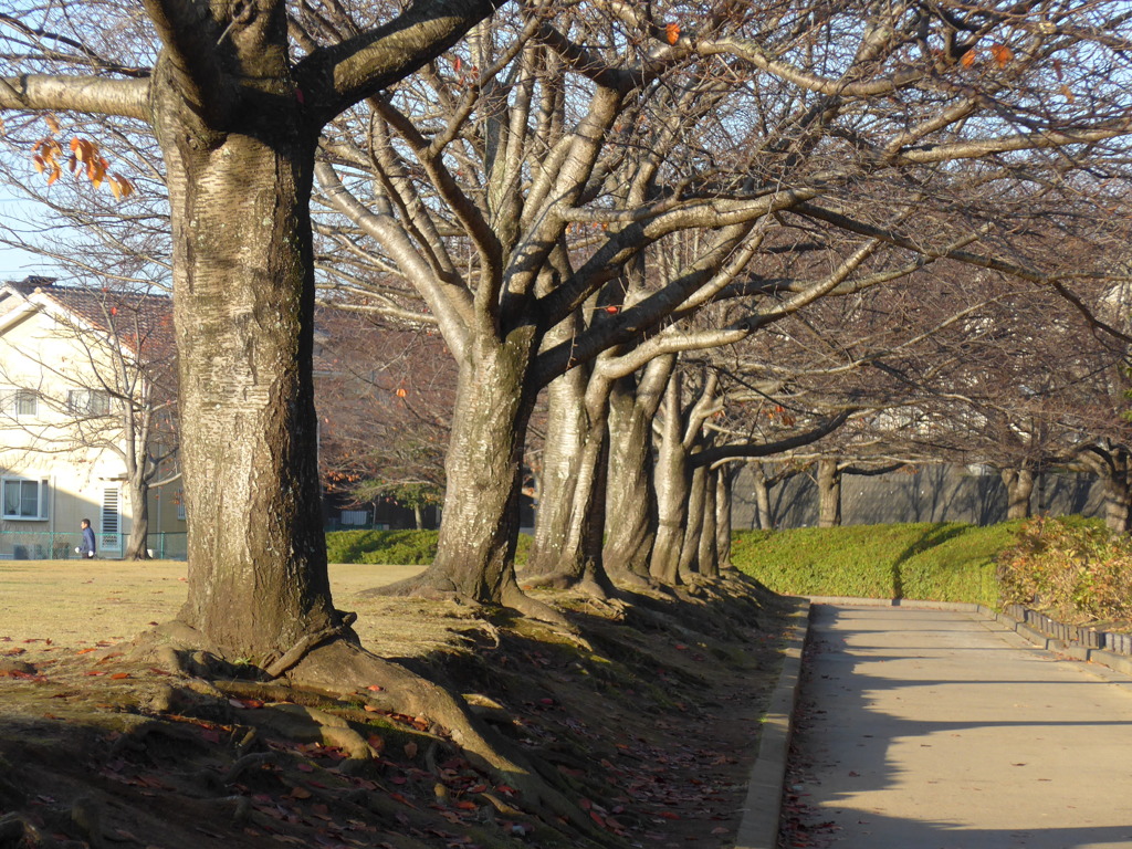 晩秋の公園