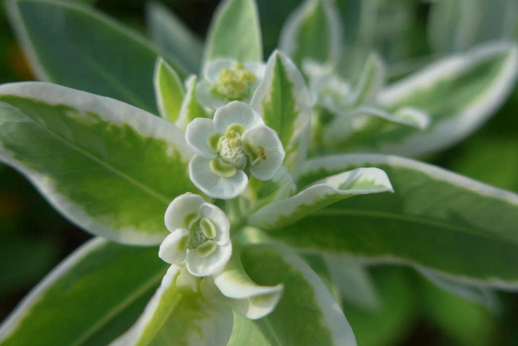 小さい小さい花