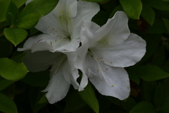 P1079972　ツツジ