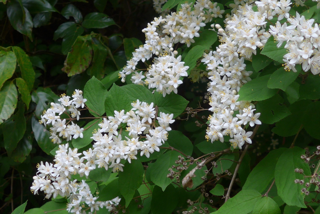 P1220389　ウツギ