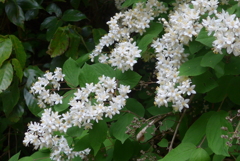 P1220389　ウツギ