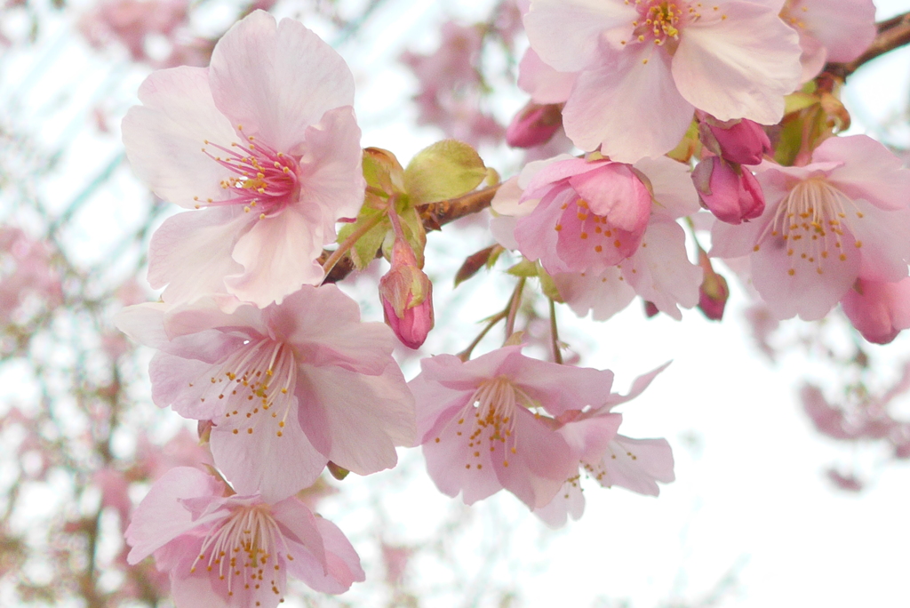 P1200067　河津桜