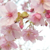 P1200067　河津桜