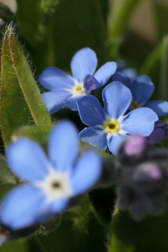 P1023407　私を忘れないで（花言葉）