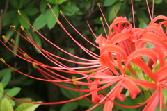 P1069207　彼岸花