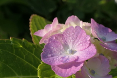 P1012370　愛らしい少女