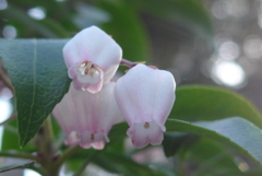 P1260401　アセビ