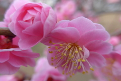 P1070365　華やか♪