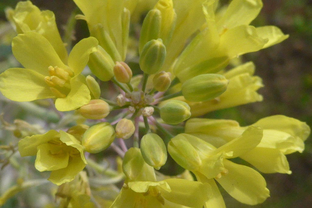P1320548　葉牡丹の花