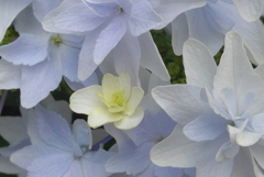 P1100216　あじさい