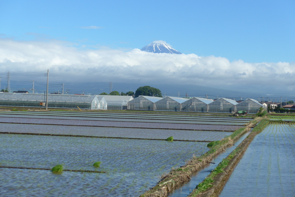 P1160493　6月16日 田圃と富士山