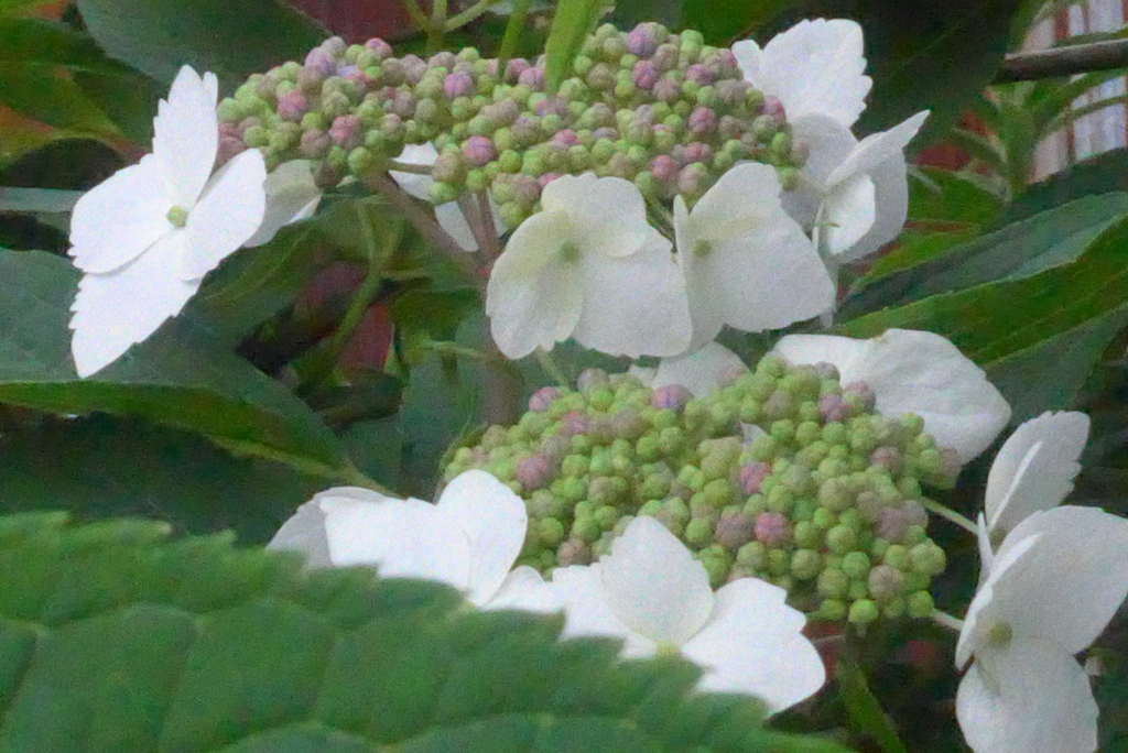 P1380624　アジサイ