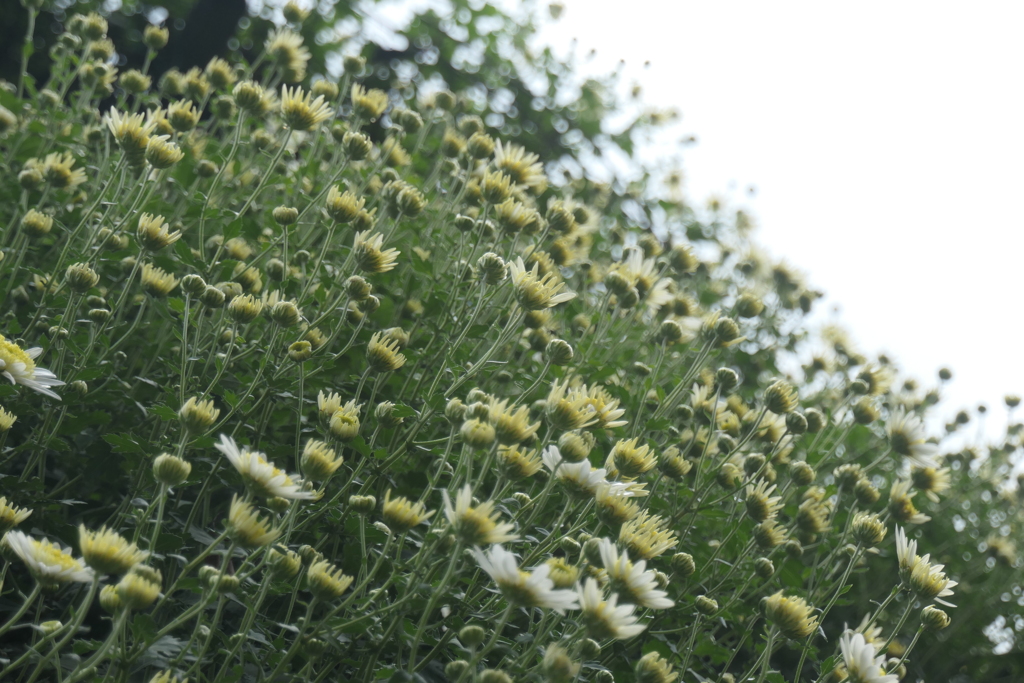 P1069489　菊