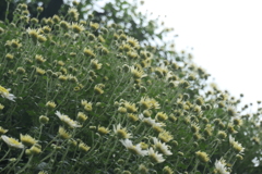 P1069489　菊