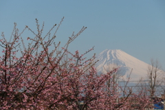 P1023381　3月6日 今朝の富士山・河津桜と