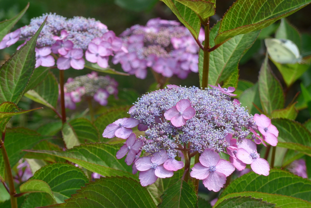 P1230340　かわいいアジサイ