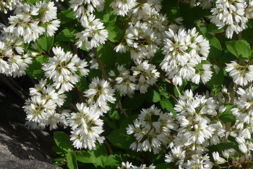 P1350695　野生の花