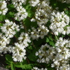 P1350695　野生の花