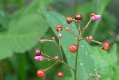 P1270941　野の花