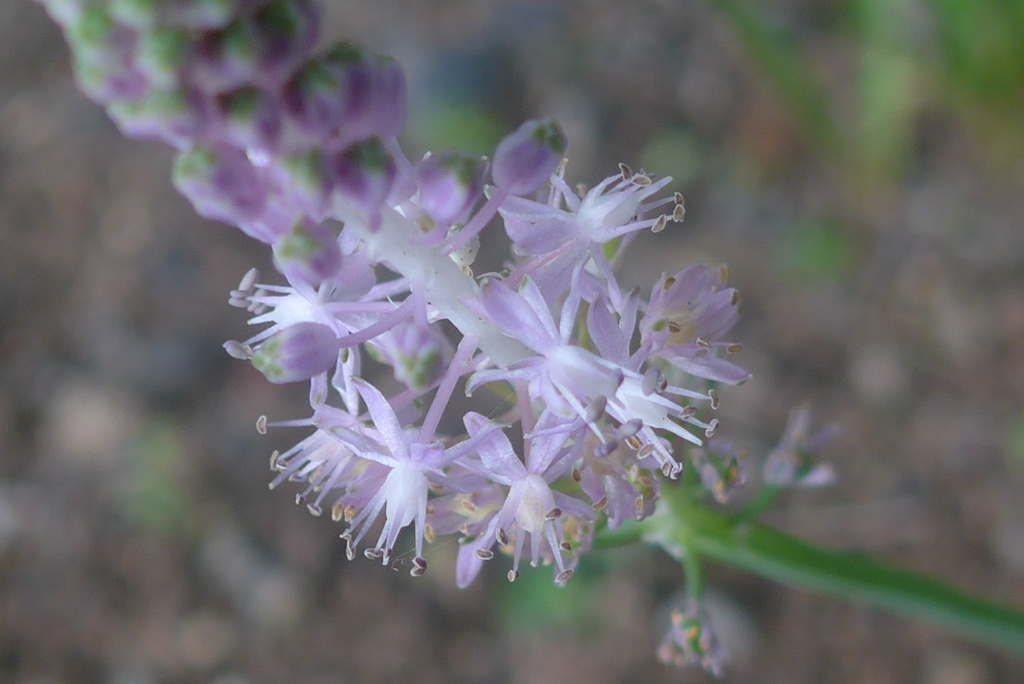 P1180065　野の花