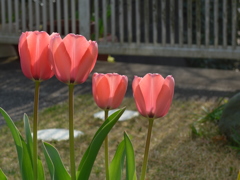 P1080256　ファミリー