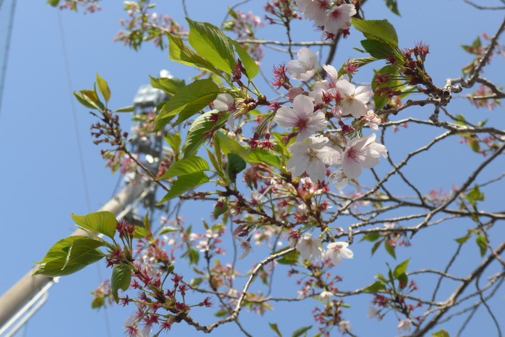 P1380316　葉桜