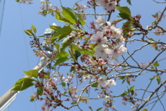 P1380316　葉桜