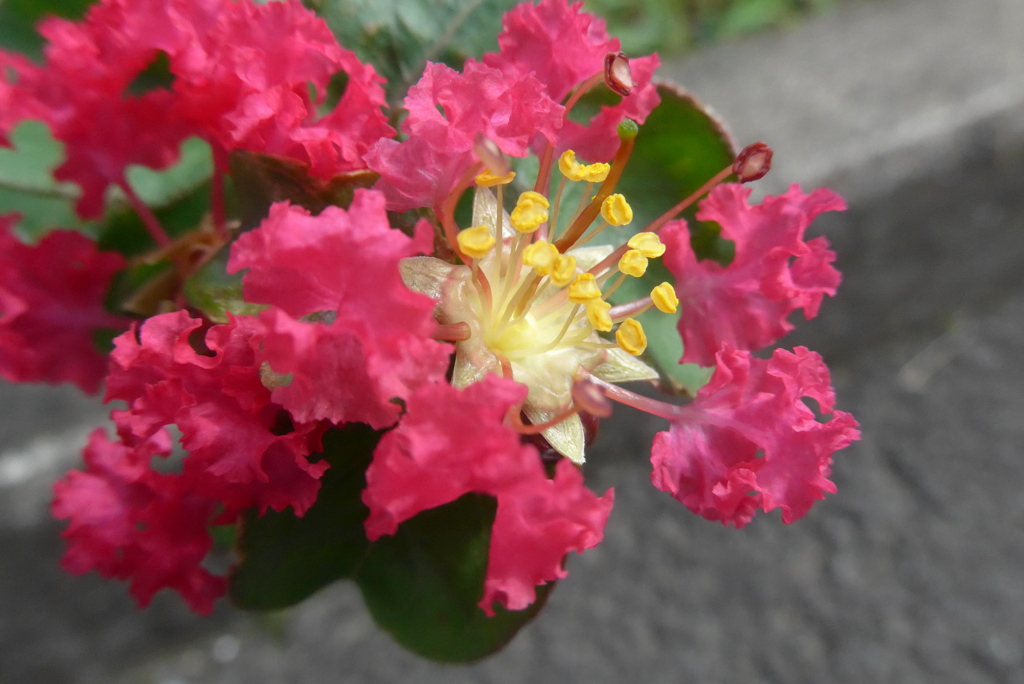 P1240030　愛嬌（花言葉）