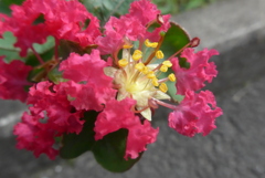 P1240030　愛嬌（花言葉）