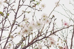 P1110925　十月桜