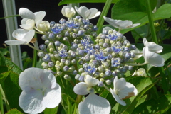 P1090894　あじさい