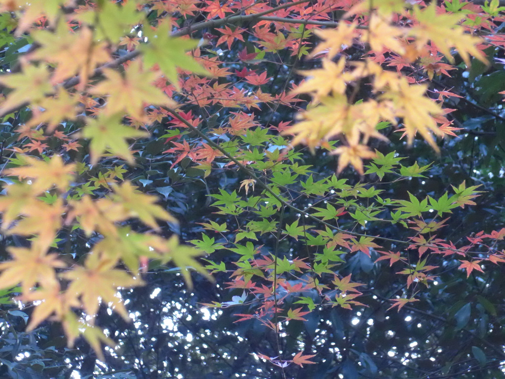 P1120965　楽寿園にて