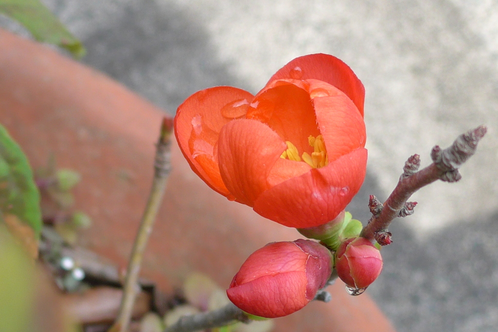 P1130808　木瓜