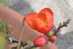 P1130808　木瓜