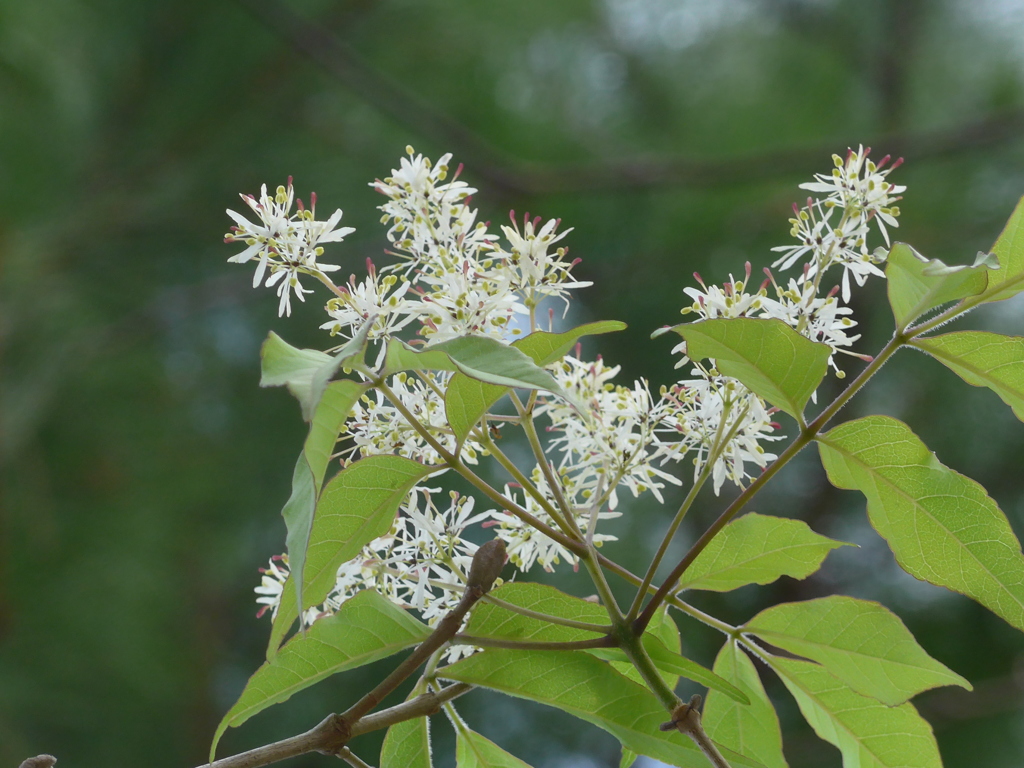 P1080178　春の花