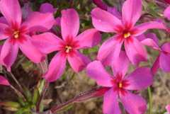 P1140506　芝桜