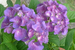 P1230404　あじさい