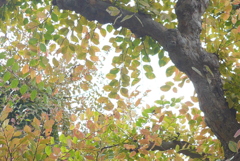 P1120189　秋色に…