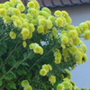 P1310843　長寿と幸福（花言葉）