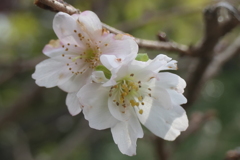 P1069407　十月桜