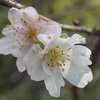 P1069407　十月桜