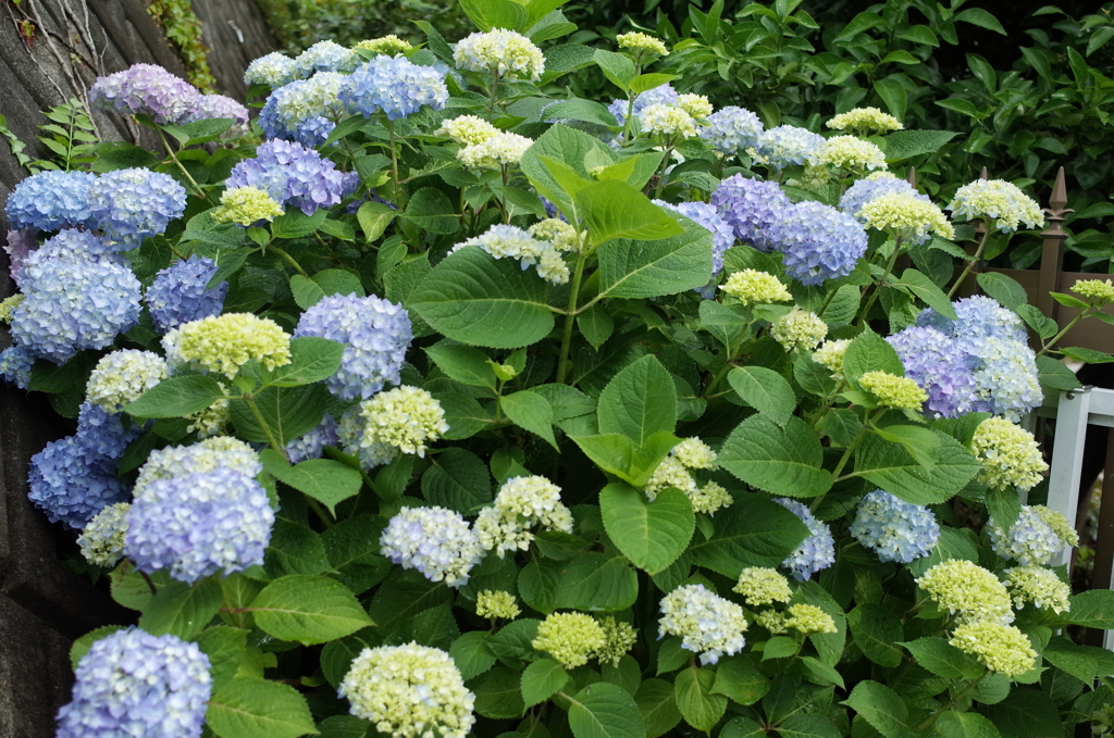 R0352365　5月の紫陽花