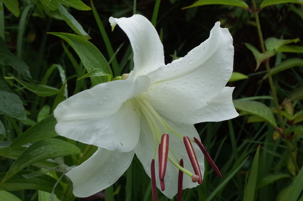 R0351403　華やかに