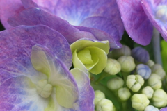 P1023881　紫陽花