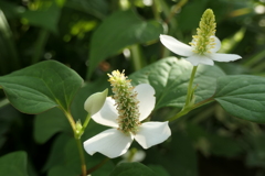 P1023776　綺麗な花なのに…