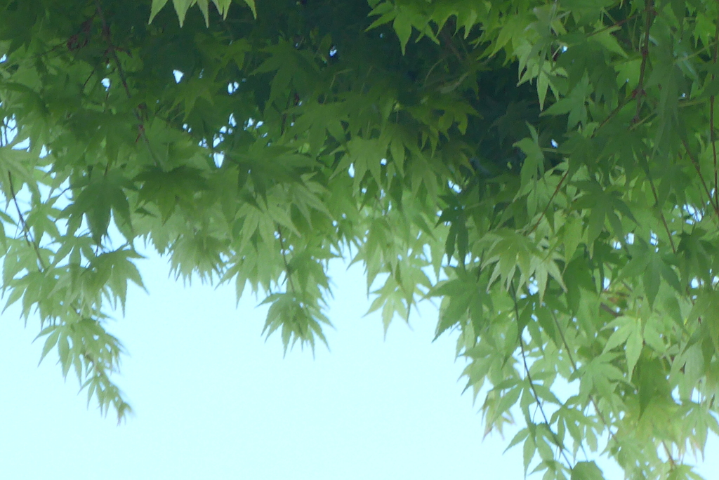 P1210855　モミジ