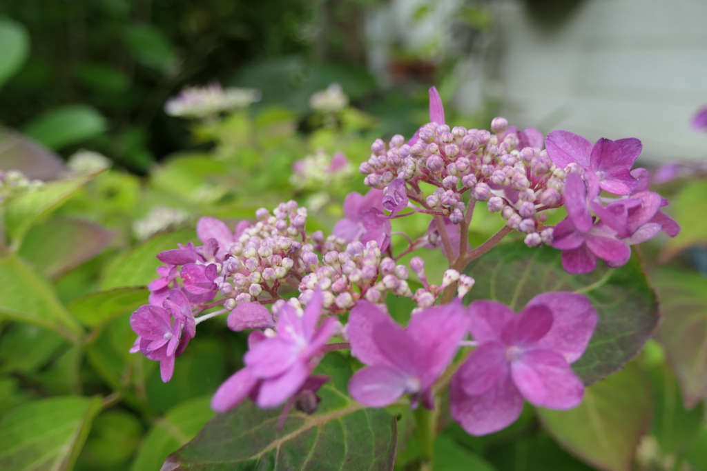 P1023752　アジサイ